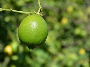 TİGEM 2 bin 200 ton limonu ihale ile satışa sunacak
