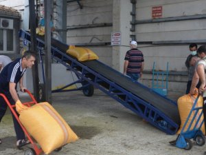 TMO Ünye’de 1 günde 100 ton fındık aldı