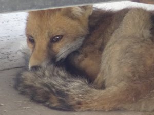 Römorkun altından tilki çıktı