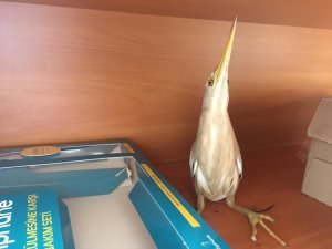 Yaralı balaban kuşu tedavi altına alındı