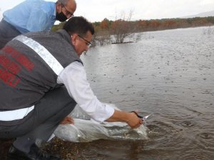 Kırklareli’nde 23 gölete 164 bin 459 yavru sazan bırakıldı