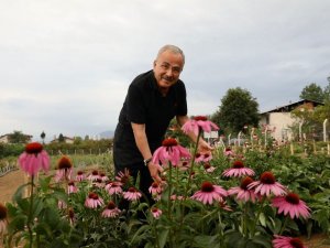 Ordu’da tıbbi ve aromatik bitkilerin hasadı başladı