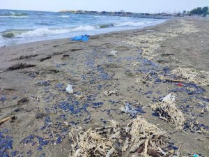 Samandağ Sahiline petrol sızıntısı vurdu