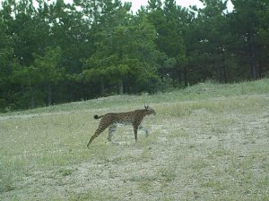 Kırıkkale’de yaban hayvanlarının doğal yaşamı fotokapanda