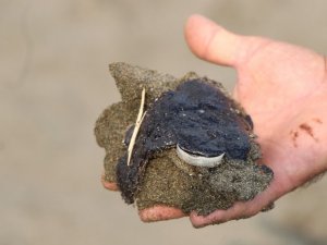 Samandağ sahiline vuran petrol atıkları canlıları tehdit ediyor