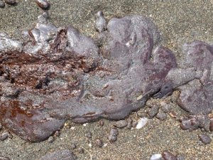 Hatay Büyükşehir’den vatandaşlara "petrol atıklarının olduğu sahilde denize girmeyin" uyarısı