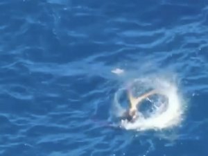 Akdeniz fokunun ahtapot avı