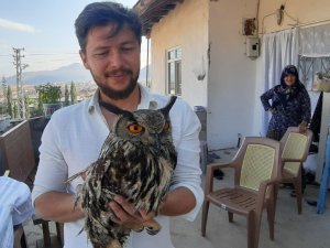 Yaralı bulunan puhu hayvanat bahçesine gönderildi