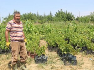 Akyurt’ta hedef ata tohumunu yaygınlaştırmak
