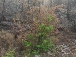 Küllerinden doğan ağaç, doğanın gücünü gözler önüne serdi