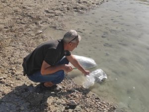 Mersin’deki su kaynaklarına 200 bin adet yavru sazan bırakıldı