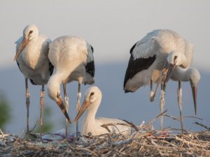 Uydu vericisi takılan Beş numara Cad’a göçtü 4 yıl sonra gelecek