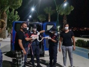 Vatandaşların bulduğu yaralı flamingo tedaviye alındı