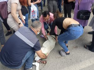 Dolmuşun çarptığı köpek için dakikalarca kalp masajı yaptılar