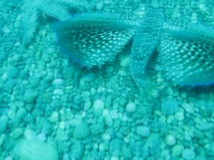 Kırlangıç balığı, dişisini çekim yapan profesörden böyle korudu