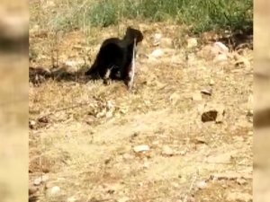 Yılan kediye yem oldu