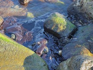Hatay’da sahile vuran petrol atıklarına rağmen denizde yüzdüler