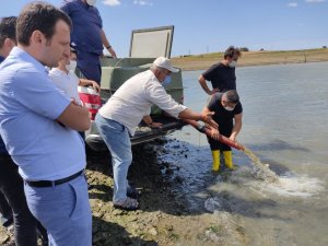 Edirne’de 800 bin pullu sazan balığı yavrusu göletlere bırakıldı