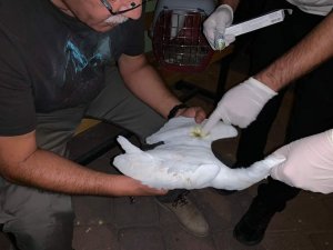 Rüzgardan etkilenen Ak balıkçılar tedavi altına alındı