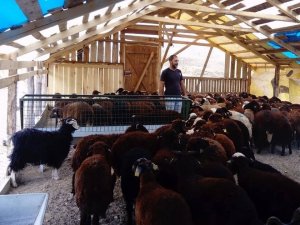 Bayburt’ta çiftçiler küçükbaş hayvanlarını teslim almaya devam ediyor