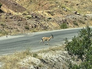 Koruma altındaki yaban keçileri Munzur ve Pülümür Vadisi’nde görüntülendi