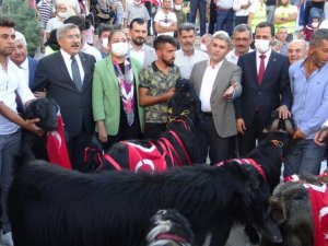 Yayladağı Çilek Festivali’nde tekeler yarıştı
