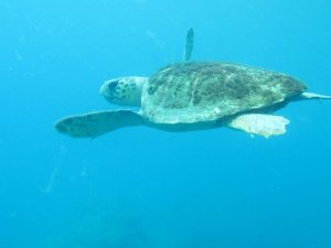 Caretta caretta ısırmaları bir hafta içinde bitecek