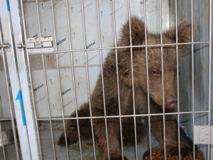Elazığ’da yaralı yavru ayı, sağlığına kavuştu