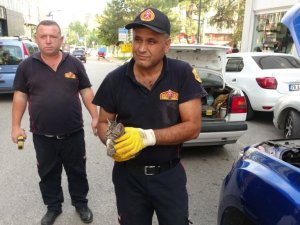 Otomobil motoruna giren yavru kedi kurtarıldı