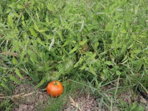 Yapılan deneyde hastalık bulaşan hibrit domatesler çürüdü, yerli tohumlar dayanıklı çıktı