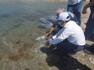 Baskil’de 300 bin sazan baraj gölüne bırakıldı