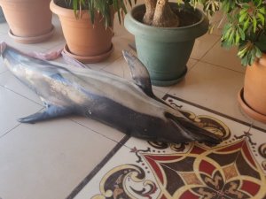 Bursa’da ölü yunus balıkları birer birer karaya vuruyor