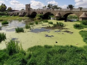 Tunca Nehri çöp ve yosunlarla kaplandı