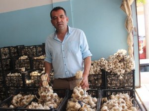 Bilinçsiz tarımsal ilaçlama toplum sağlığını tehdit ediyor