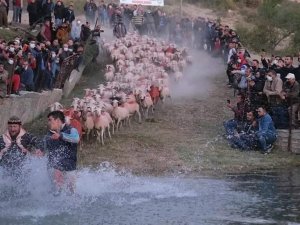 750 yıllık gelenek yaşatıldı, çobanlar göletten geçirdikleri sürüleri zapt etmekte zorlandı