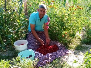 Üretim düştü, fiyatlar ikiye katlandı