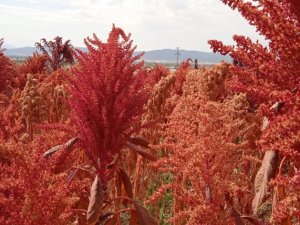 Bu bitki çölyak ve kanser hastaları için adeta umut niteliğinde