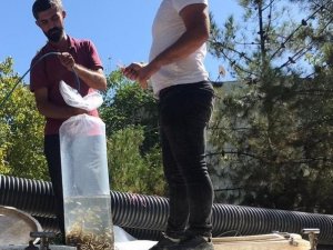 Diyarbakır’daki göletlere 1 milyon 280 bin balık bırakıldı