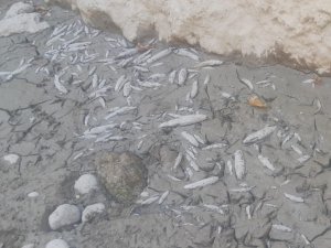 Menderes’te sular çekildi, oksijensiz kalan binlerce balık telef oldu