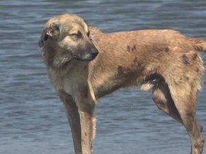 Petrol atıklarından canlılar da zarar gördü