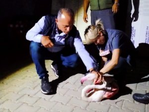 Çanakkale’de yorgun düşen flamingo tedavi altına alındı