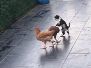 Kedi ile tavukların dostluğu