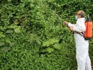 Vampir kelebekle mücadelede olumlu sonuçlar alınmaya başlandı