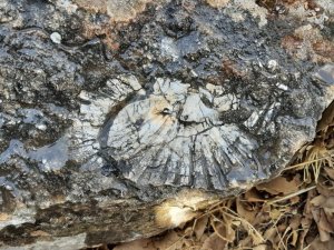 Kaya parçasında en az 65 milyon yıllık deniz canlısı bulundu