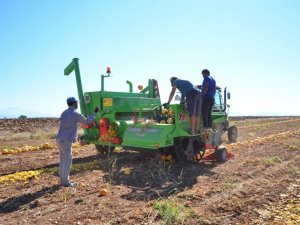 Denizli’de çerezlik kabak çekirdeği hasadı başladı