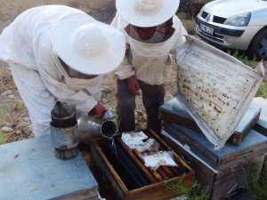 Üreticiler arıların ölmemesi için mücadele veriyor