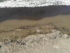 Samandağ sahilinde temizlik çalışmaları devam ediyor