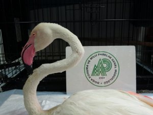 Yorgun flamingo Çanakkale’de tedavi altına alındı