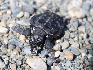 Petrol atıkları yavru deniz kaplumbağalarının ölmesine neden oldu