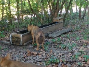 Fotokapan su içmeye gelen çakalları böyle görüntüledi